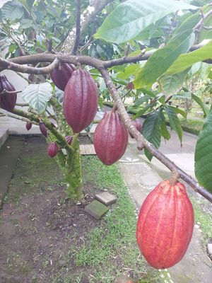 Cocoa pods at Cau Chocolates Factory & Restaurant in Tabanan