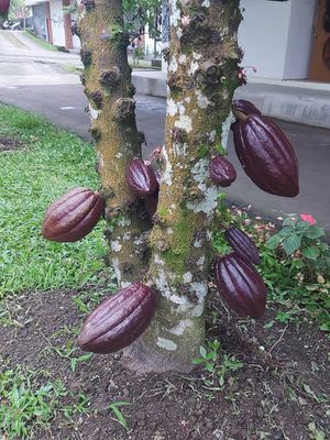 Cocoa pods at Cau Chocolates Factory & Restaurant in Tabanan