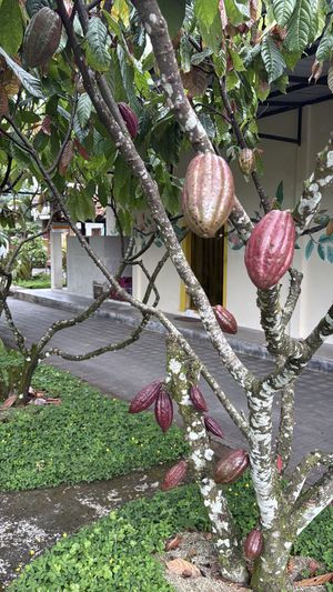   at Cau Chocolates Factory & Restaurant in Tabanan