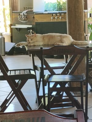  at Taboo Tiki Bar in Florianopolis