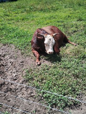  at Taboo Tiki Bar in Florianopolis
