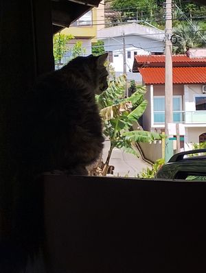  at Taboo Tiki Bar in Florianopolis