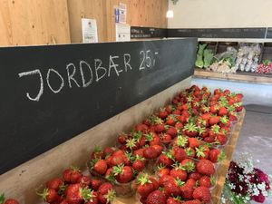 Strawberries   at Grønt Fra Kolsbæk in Helsinge