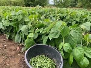 Beans  at Grønt Fra Kolsbæk in Helsinge