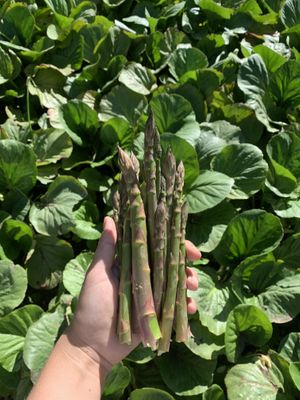 Asparagus   at Grønt Fra Kolsbæk in Helsinge