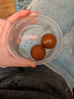 Gulab jamun at Namaste Garden in Essex Junction