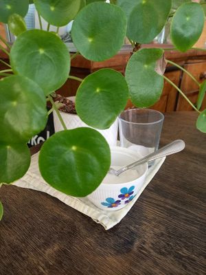 Tischdeko at Café Rudowitz in Wurzburg