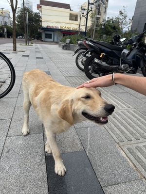   at Hoan Hỉ Vegan in Qui Nhon