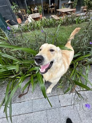   at Hoan Hỉ Vegan in Qui Nhon