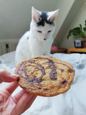 Chocolate Orange Cookie at Boatsje Bakker in Groningen