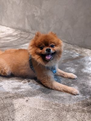 Cute dog! at Ice Gyaru - 霜淇淋專門店 in Taipei