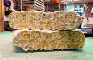 Moon Bean fresh tempeh - chickpeas, yellow and green split peas, all organic at Luv Tempeh in Durango