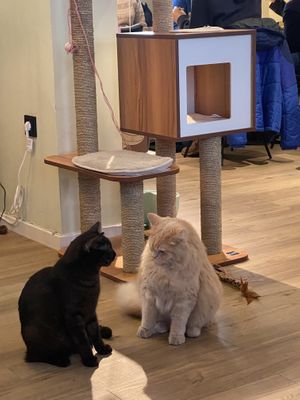   at Katzentempel - Augsburg in Augsburg