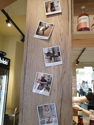 Cats at Katzentempel - Augsburg in Augsburg