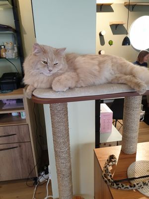 Relaxed cat at Katzentempel - Augsburg in Augsburg