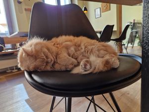 Cat at Katzentempel - Augsburg in Augsburg