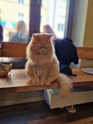 Cat at Katzentempel - Augsburg in Augsburg