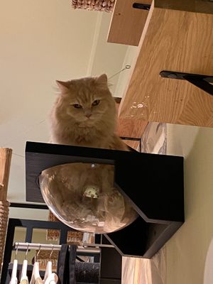  at Katzentempel - Augsburg in Augsburg