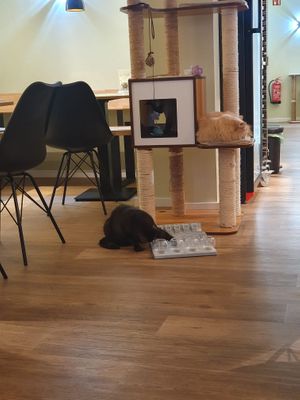 😸 at Katzentempel - Augsburg in Augsburg