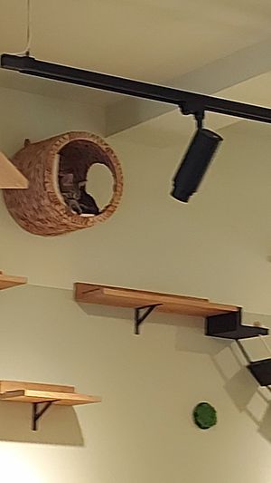  at Katzentempel - Augsburg in Augsburg