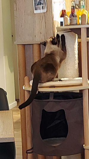  at Katzentempel - Augsburg in Augsburg