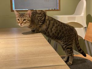 Süße Katze  at Katzentempel - Augsburg in Augsburg