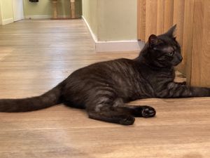 Cute cat  at Katzentempel - Augsburg in Augsburg