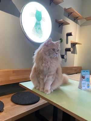 gadse  at Katzentempel - Augsburg in Augsburg