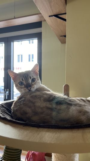 gadse  at Katzentempel - Augsburg in Augsburg