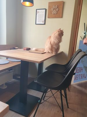  at Katzentempel - Augsburg in Augsburg