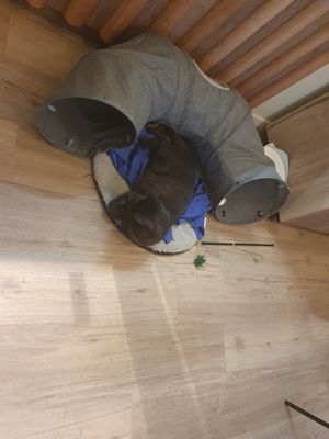  at Katzentempel - Augsburg in Augsburg