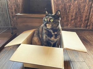cat🐱 in box📦 at Jiyuubokuminzoku Cafe in Aomori