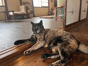 cat🐱 at Jiyuubokuminzoku Cafe in Aomori