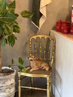 Dog is allowed in here  at Ksana 크샤나 in Busan