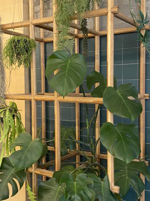 Some of the plants  at mtl cafe & bakery in Seoul