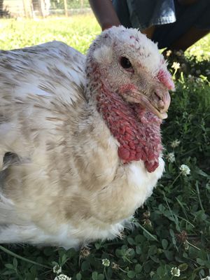 Turkey at Woodstock Farm Sanctuary in High Falls