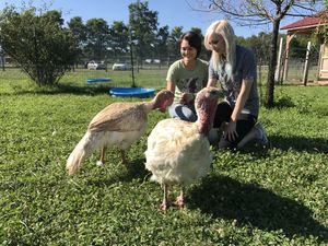Turkeys at Woodstock Farm Sanctuary in High Falls