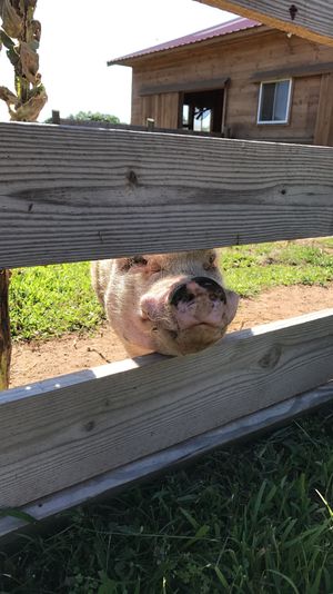 Piggy at Woodstock Farm Sanctuary in High Falls