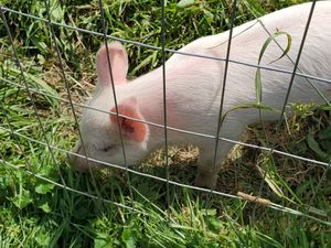 Harvey or Marsha (not sure which) at Woodstock Farm Sanctuary in High Falls