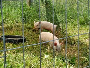 Harvey & Marsha as piglets at Woodstock Farm Sanctuary in High Falls