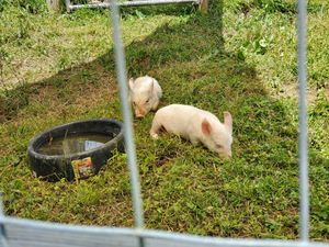 Harvey & Marsha as piglets at Woodstock Farm Sanctuary in High Falls