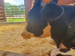 Colin  at Woodstock Farm Sanctuary in High Falls