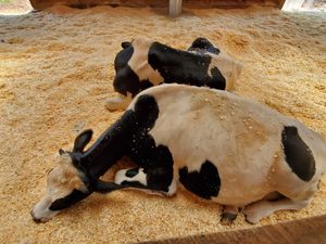 Colin & Woody at Woodstock Farm Sanctuary in High Falls