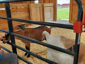 Goats at Woodstock Farm Sanctuary in High Falls