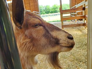 Goats - Clover I believe at Woodstock Farm Sanctuary in High Falls