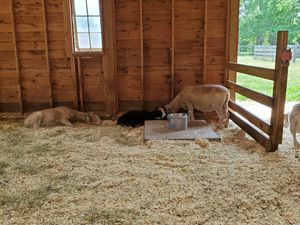Goats at Woodstock Farm Sanctuary in High Falls