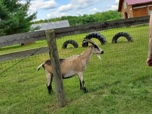 Goats at Woodstock Farm Sanctuary in High Falls