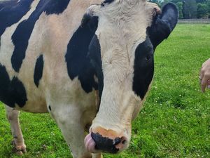 Caesar at Woodstock Farm Sanctuary in High Falls