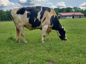 Caesar at Woodstock Farm Sanctuary in High Falls