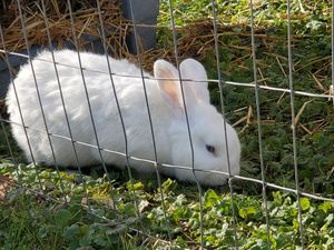Bunny at Woodstock Farm Sanctuary in High Falls